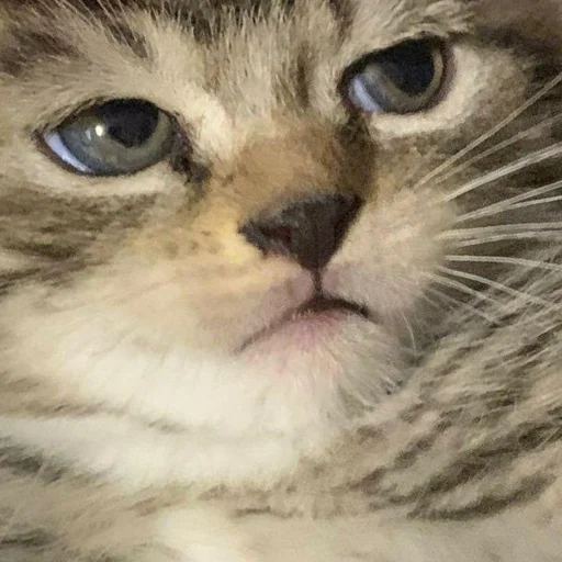 Sticker zalupaboi - 1