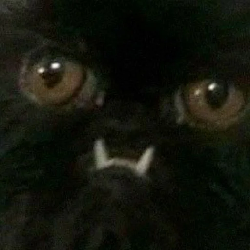 Стикер zalupaboi - 1