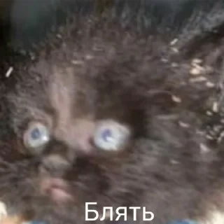 Стикер pezda - 6