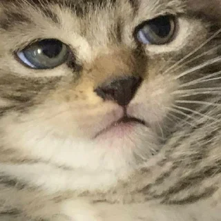 Стикер pezda - 7