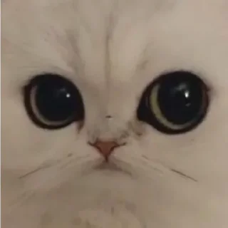 Стикер pezda - 4