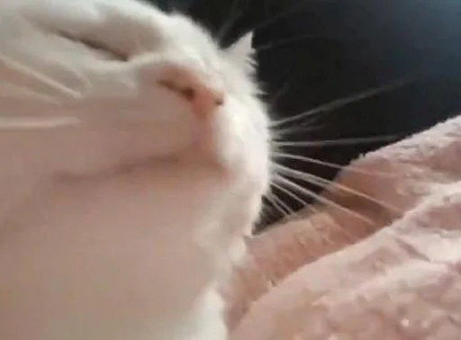 млекопитающее животное кошка