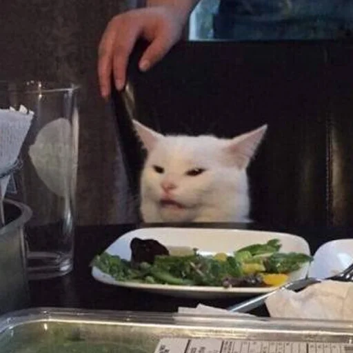 кошка комнатный пища