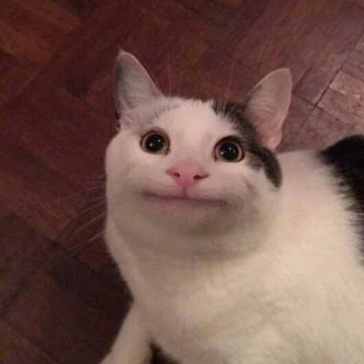 млекопитающее животное кошка