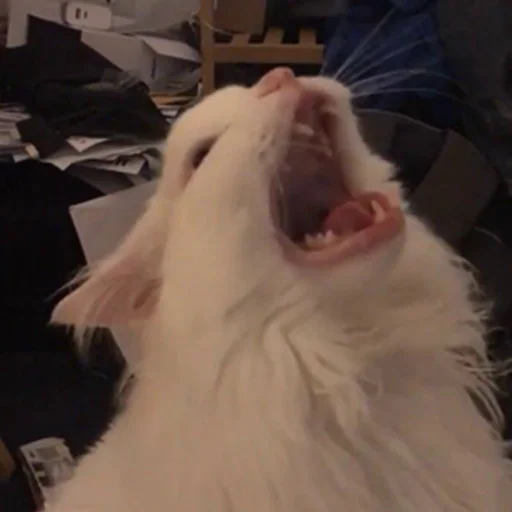 животное млекопитающее кошка