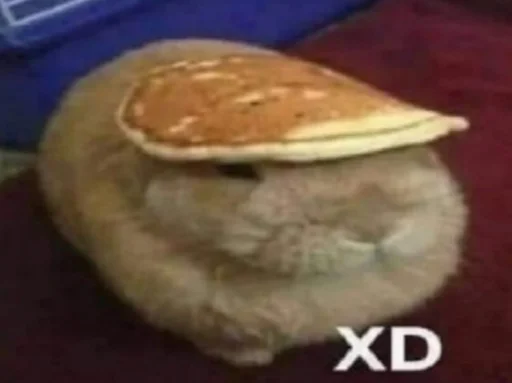 кошка комнатный животное