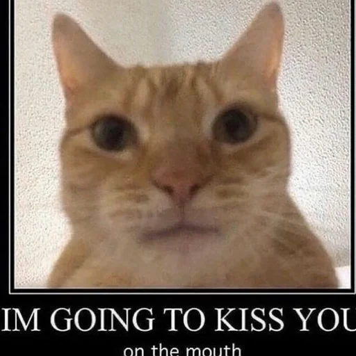 млекопитающее животное кошка