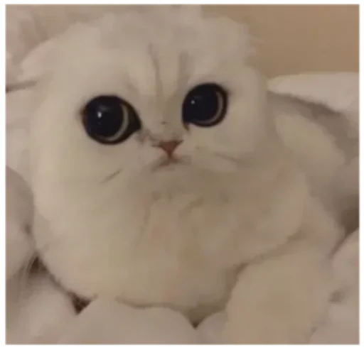 кошка кошки малого и среднего размера домашняя кошка