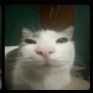 Sticker zanypack - 10