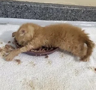 Sticker заткнись - 6