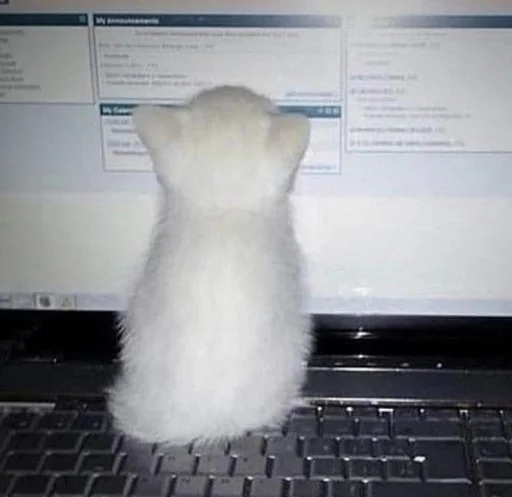 комнатный ноутбук компьютер