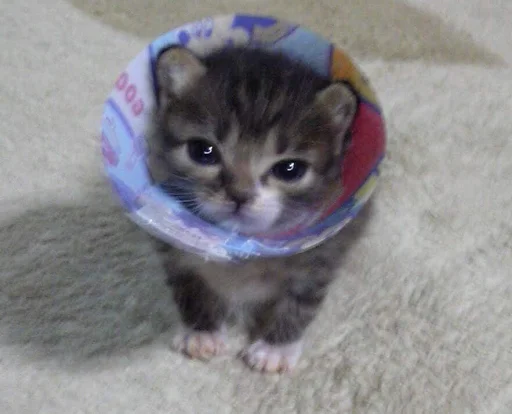 кошки малого и среднего размера кошачьи комнатный