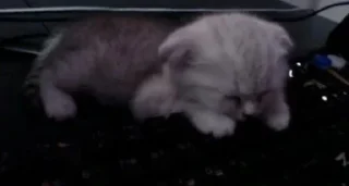 Стикер Завертин - 11