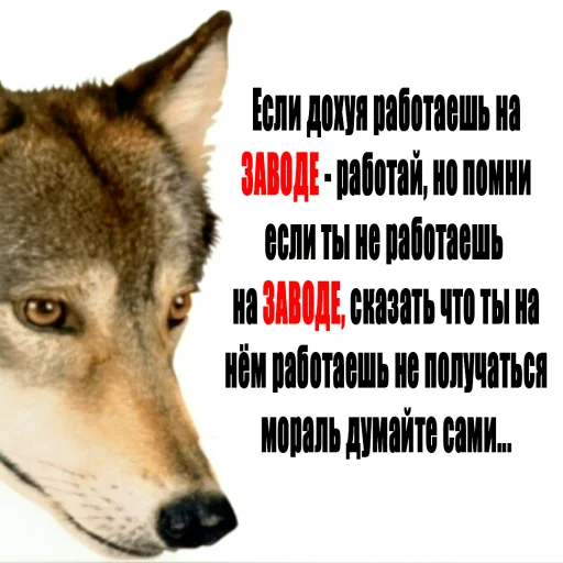 Стикер zavod_postironiya - 1