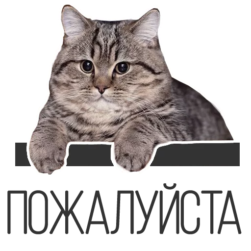 Sticker Zavtracast - 11