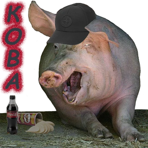 mammal animal pig