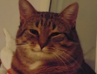 Стикер Pig's crap - 11