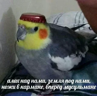 Стикер Pig's crap - 7