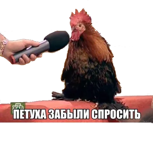 СМС курица животное