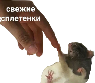 Sticker zdesita`s emergency kit - 8