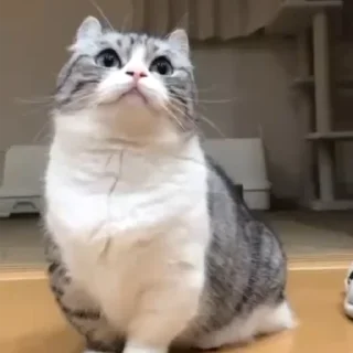 Стикер MEME PACK - 7