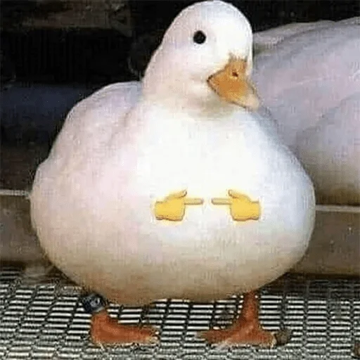 животное птица водная птица