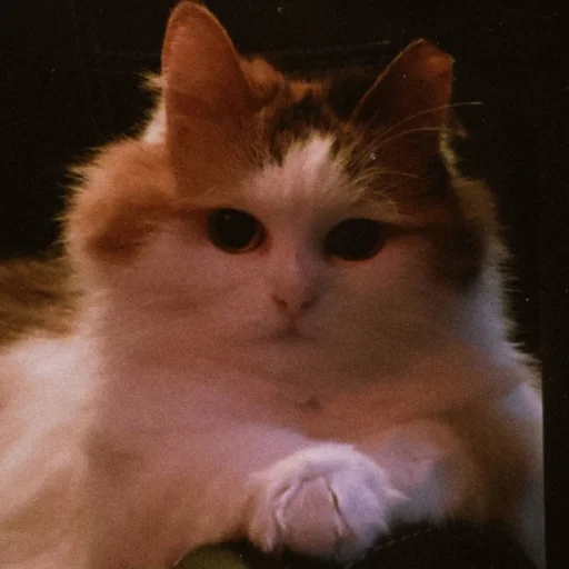 animal mammal domestic cat