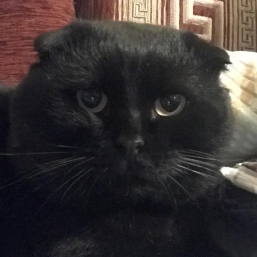 animal mammal small to medium-sized cats