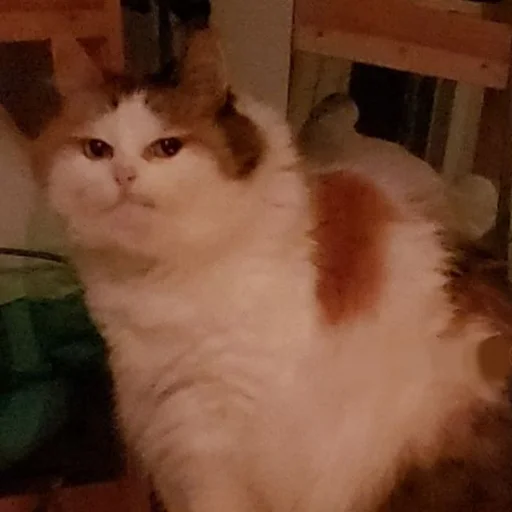 animal mammal domestic cat