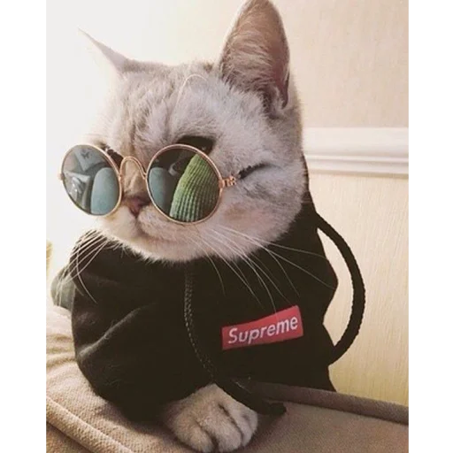 animal small to medium-sized cats felidae