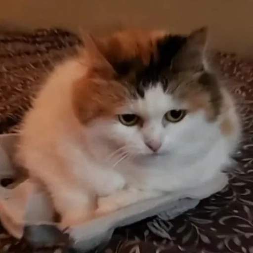 domestic cat cat mammal