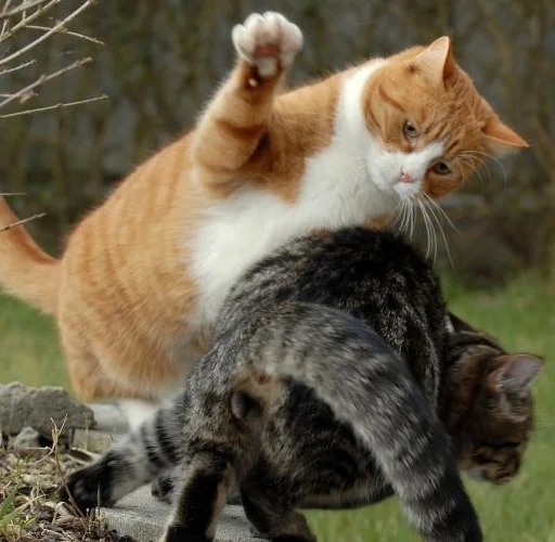 animal mammal domestic cat