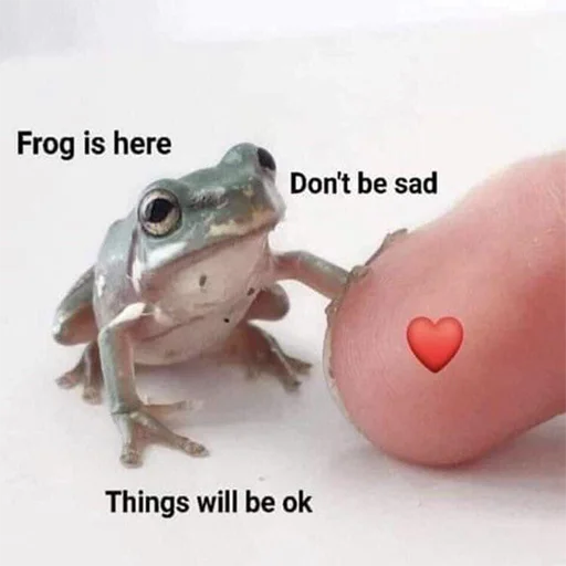 animal frog amphibian