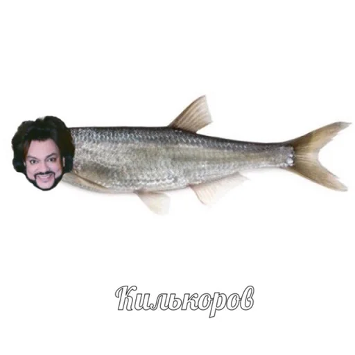 рыба человеческое лицо рыбная продукция