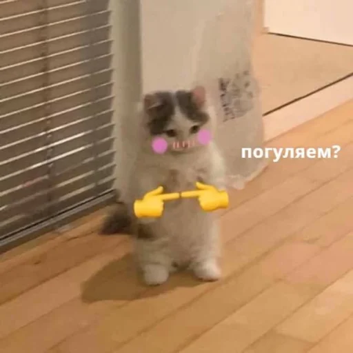 млекопитающее домашнее животное комнатный