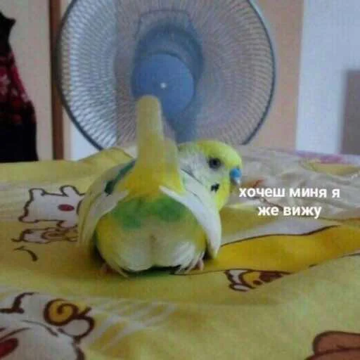 комнатный попугай механический вентилятор
