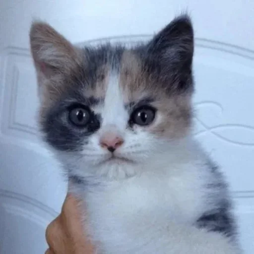 Sticker zhivyoly_by_TgEmodziBot - 1