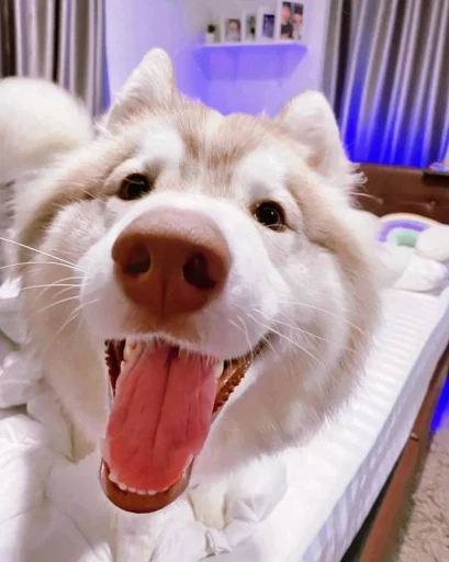 Sticker zhivyoly_by_TgEmodziBot - 1