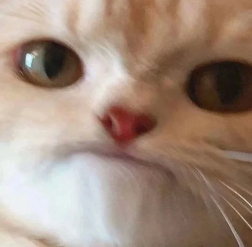 Sticker zhivyoly_by_TgEmodziBot - 1