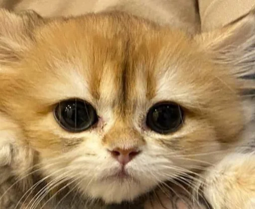 Sticker zhivyoly_by_TgEmodziBot - 1