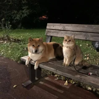 Sticker Живёлы @TgEmodziBot - 11