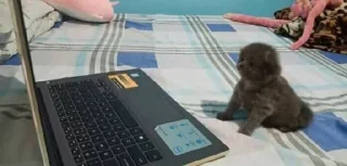 Sticker Живёлы @TgEmodziBot - 3