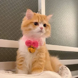 Sticker Живёлы @TgEmodziBot - 2