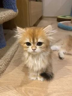 Sticker Живёлы @TgEmodziBot - 10