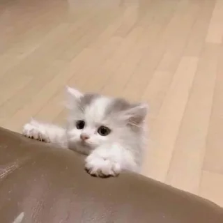 Sticker Живёлы @TgEmodziBot - 0