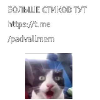 Sticker жиза шиза бля.. @padvallmem - 3