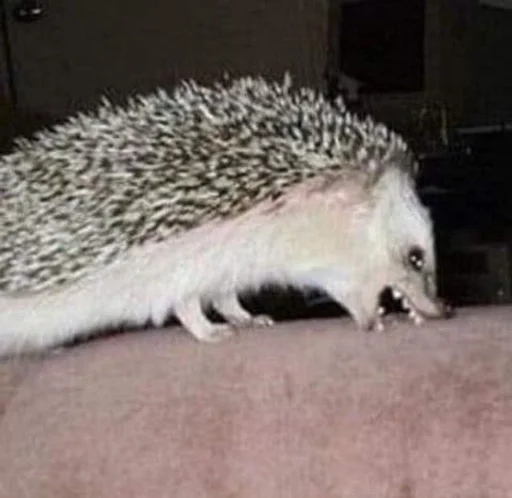 animal mammal hedgehog