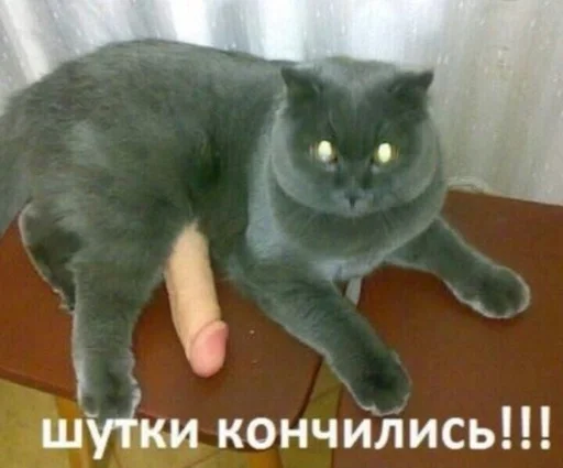 млекопитающее домашняя кошка животное