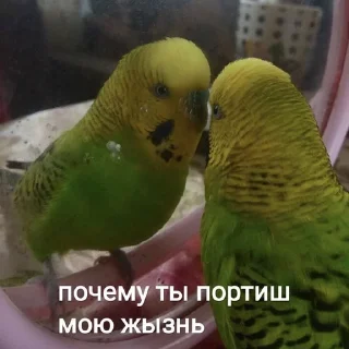 Sticker ~iamzhuk🪲 - 3