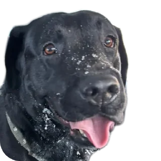 Стикер жжпп - 3